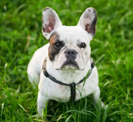 Cute French Bulldog